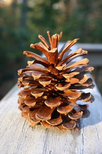 pine cone 3