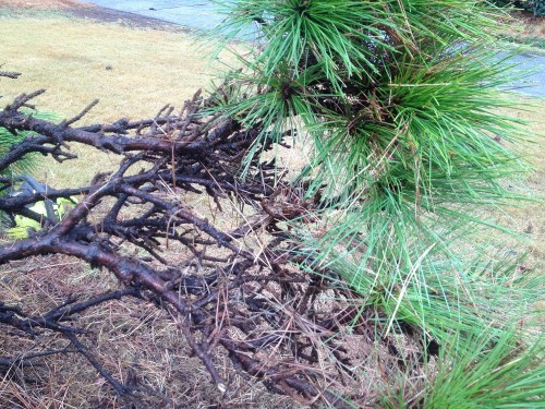 pine witches broom 2