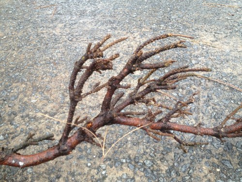 pine witches broom 4