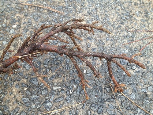 pine witches broom 6