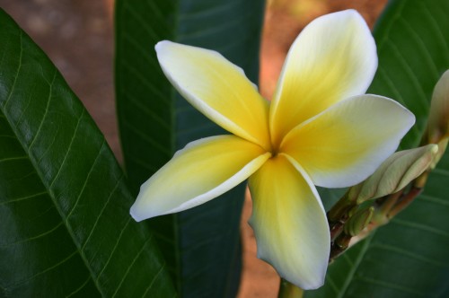 plumeria 2