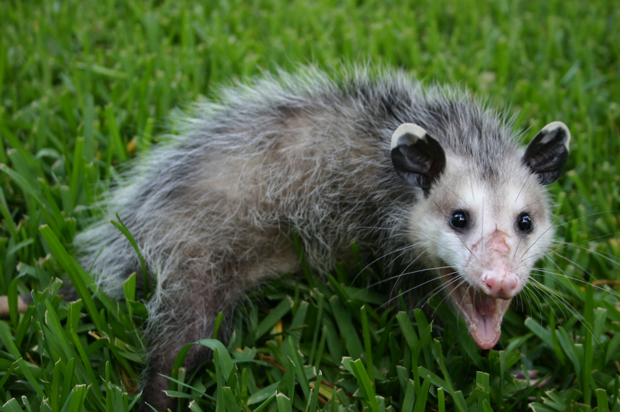 Possum Control Walter Reeves The Gardener