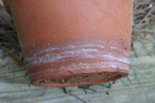 pot efflorescence 1