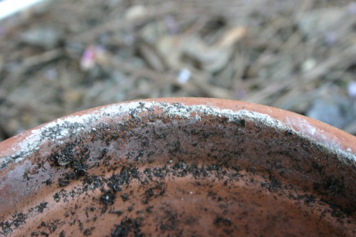 pot efflorescence 2