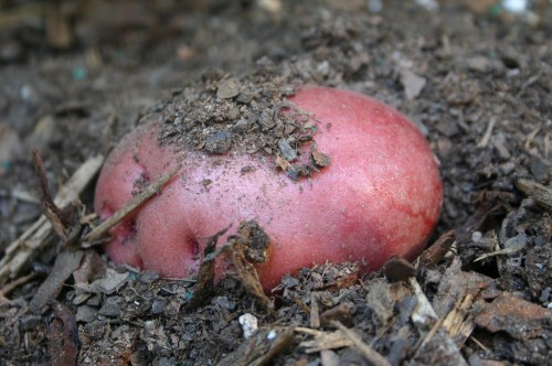 potato red skin