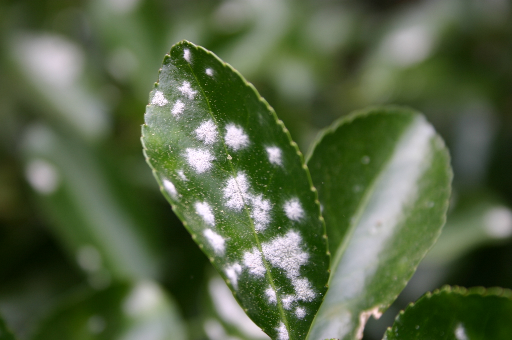 Euonymus Powdery Mildew Walter Reeves The Gardener