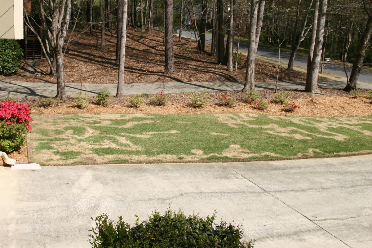 Winter Weeds – Wiping on Herbicide | Walter Reeves: The Georgia Gardener Can You Compost Weeds Killed With Roundup