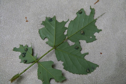 sawfly curled rose slug