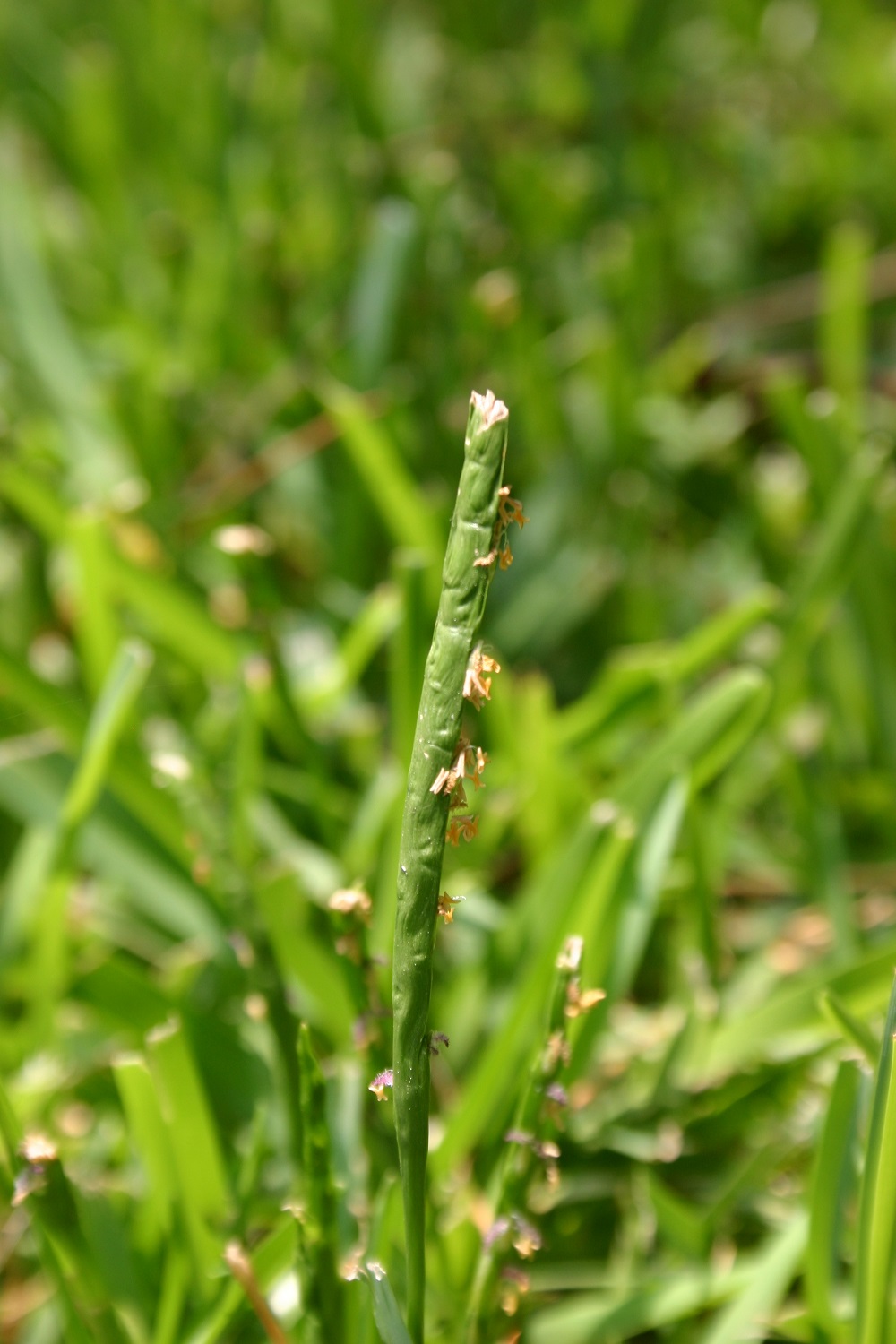 Centipedegrass vs St. Augustine grass | Walter Reeves: The Georgia Gardener
