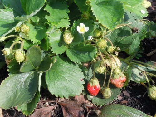 strawberries