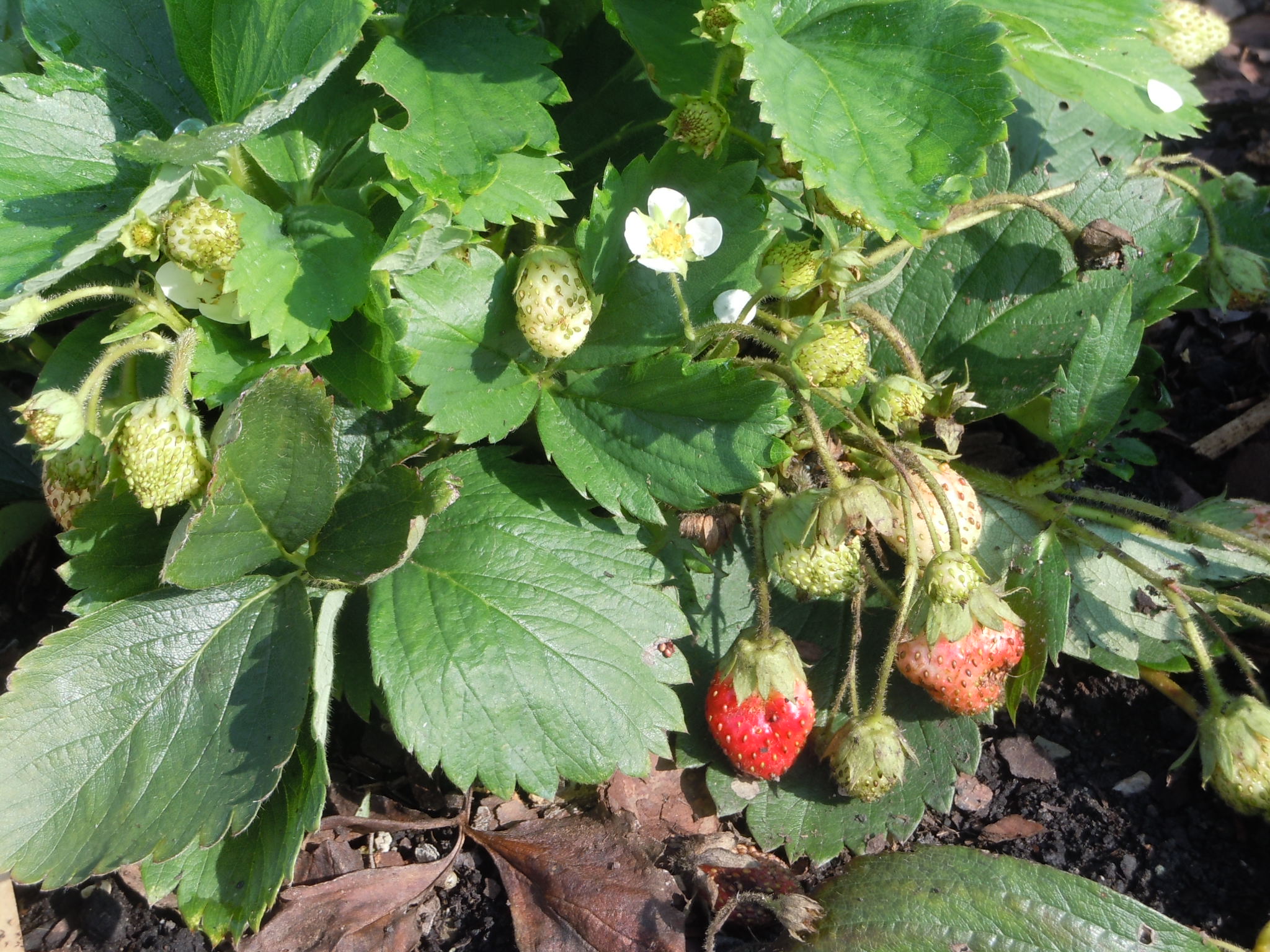 Strawberry Walter Reeves The Gardener