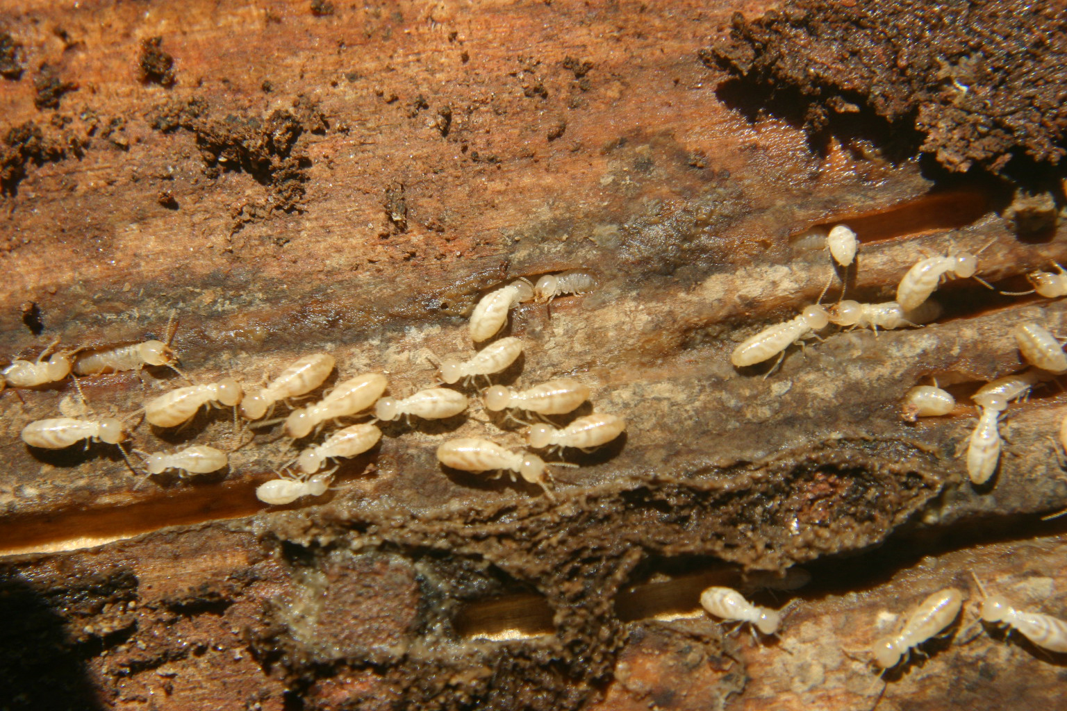Termite Identification Walter Reeves The Gardener