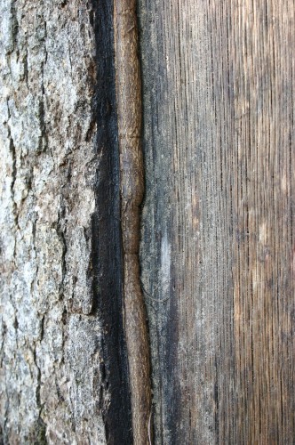 tree wound lightning healing lightning wound healing