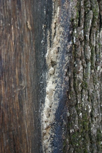 tree wound lightning insects 1 insect damage