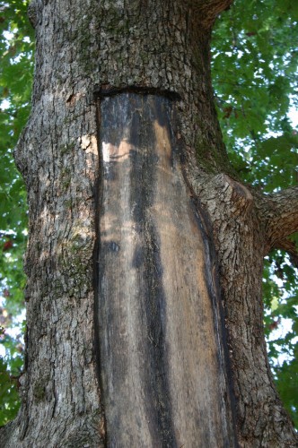 tree wound lightning scoring 2 scored bark after lightning strike