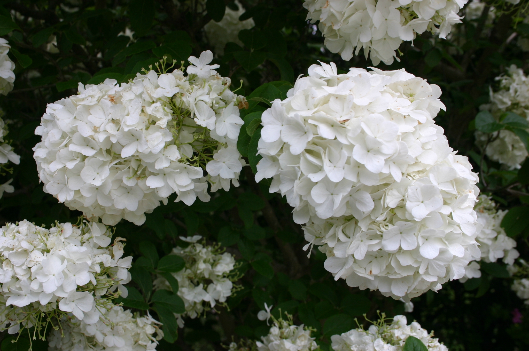 Viburnum Distinguishing Snowballtype Walter Reeves The