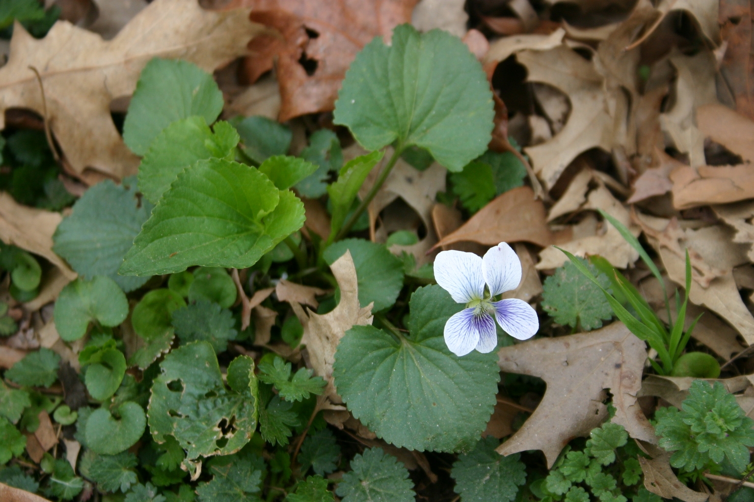 Violet Control in Lawns Walter Reeves The Gardener