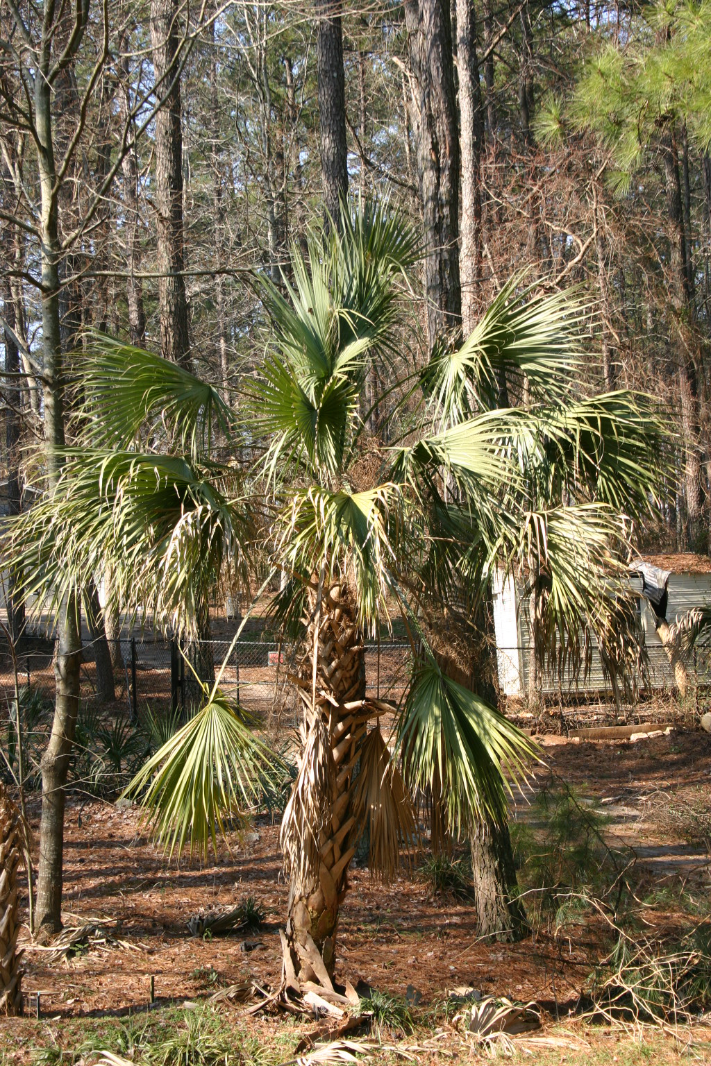 windmill palm 2 « Walter Reeves The Gardener