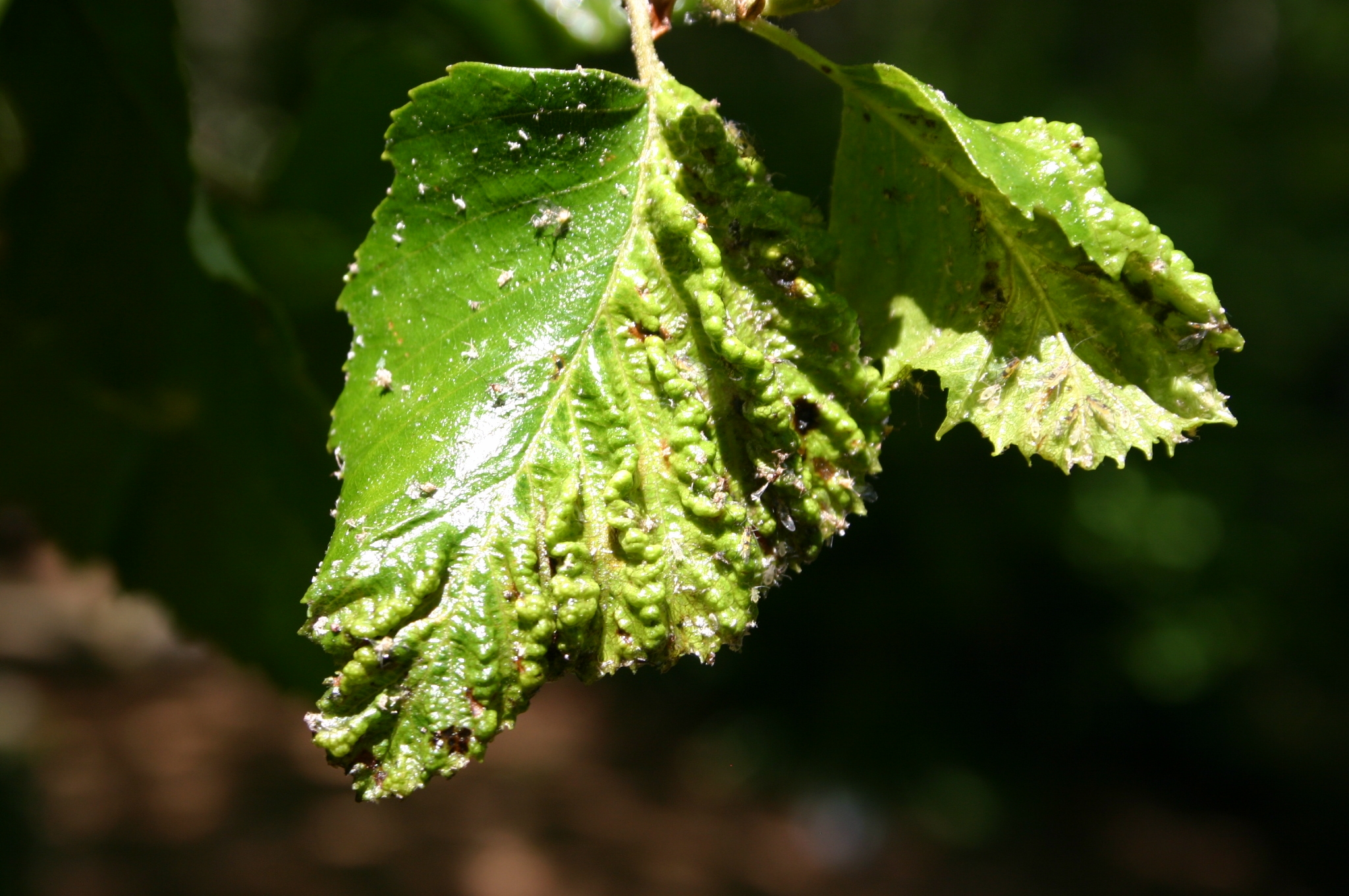 Birch Tree Leaves Puckering Walter Reeves The Gardener