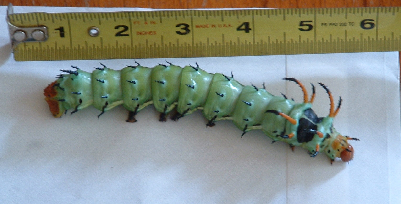 Hickory Horned Devil (Regal Moth) Walter Reeves The Gardener