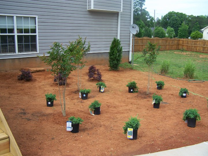 Junipers Dying Walter Reeves The Gardener