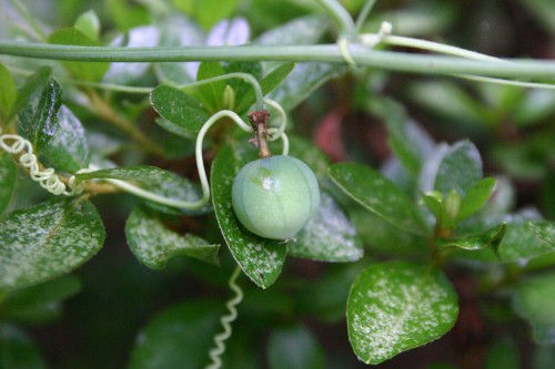 passionvine yellow seedpod