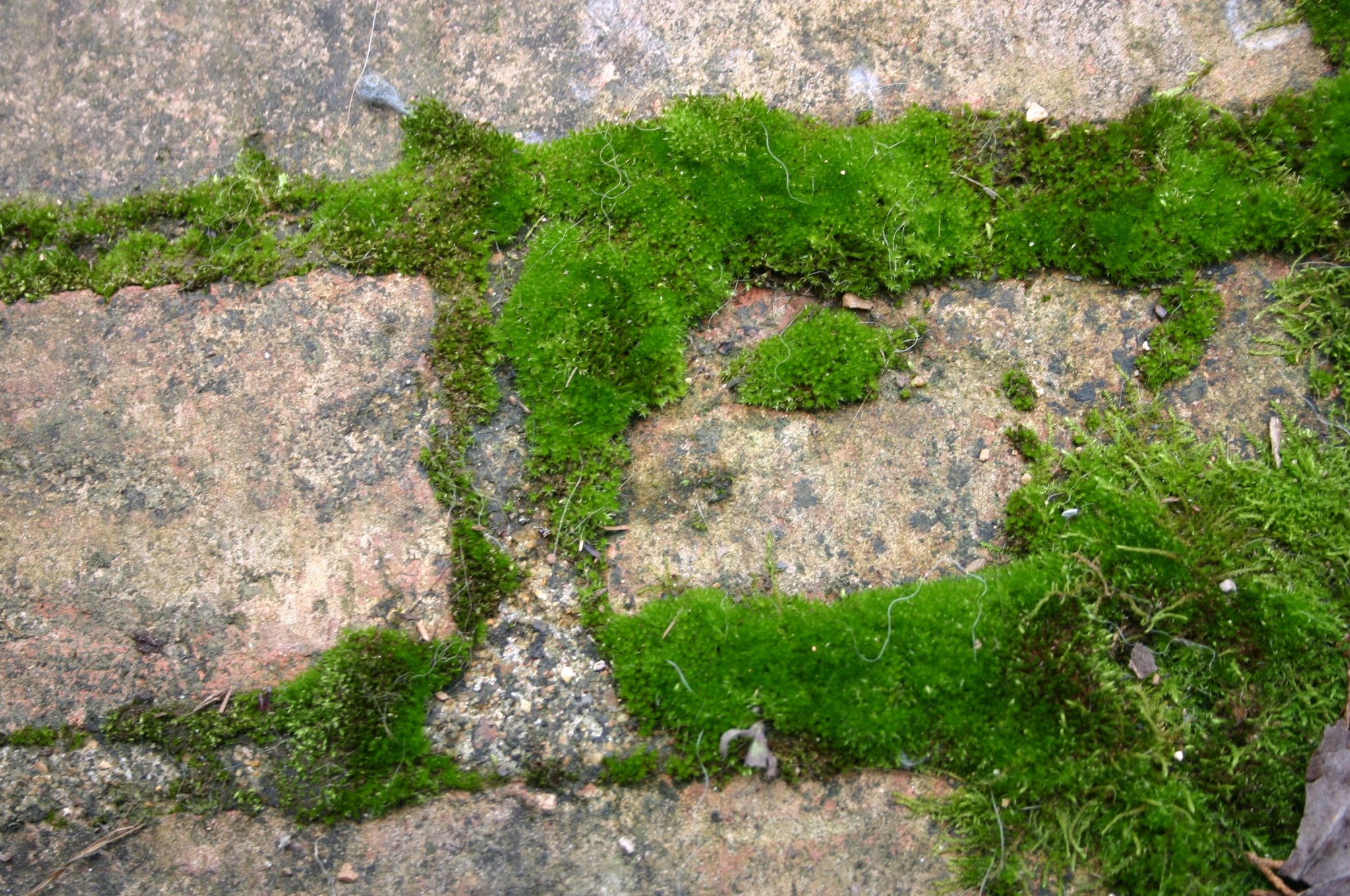 moss in bricks « Walter Reeves The Gardener