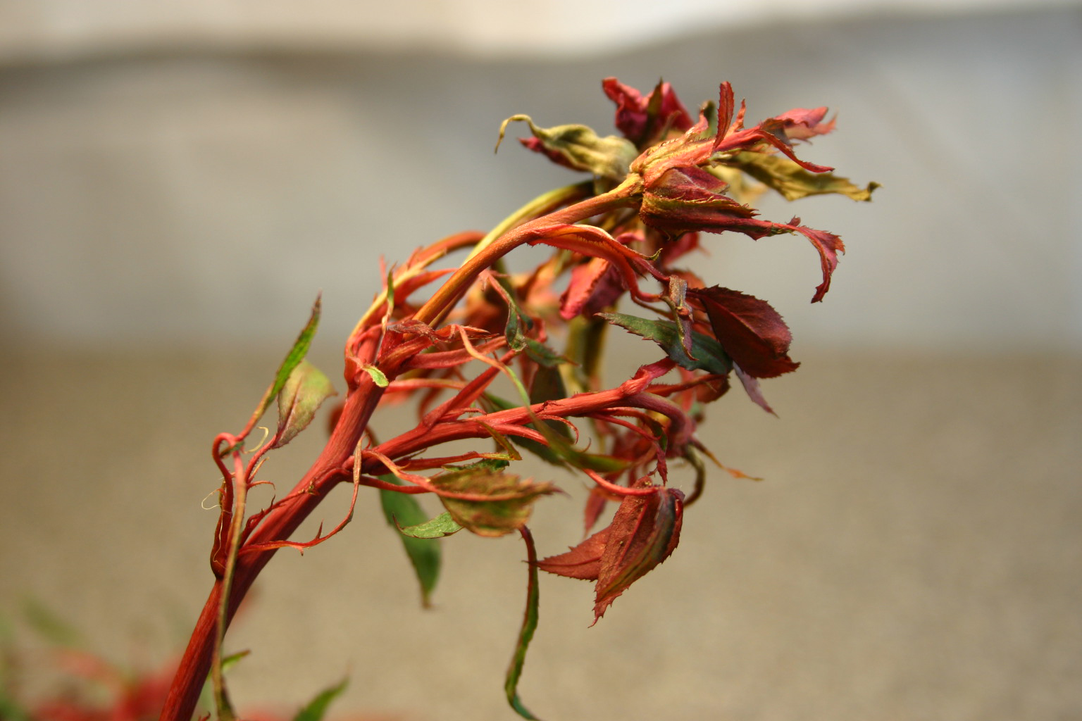 Rose Rosette Disease Identification Walter Reeves The Gardener
