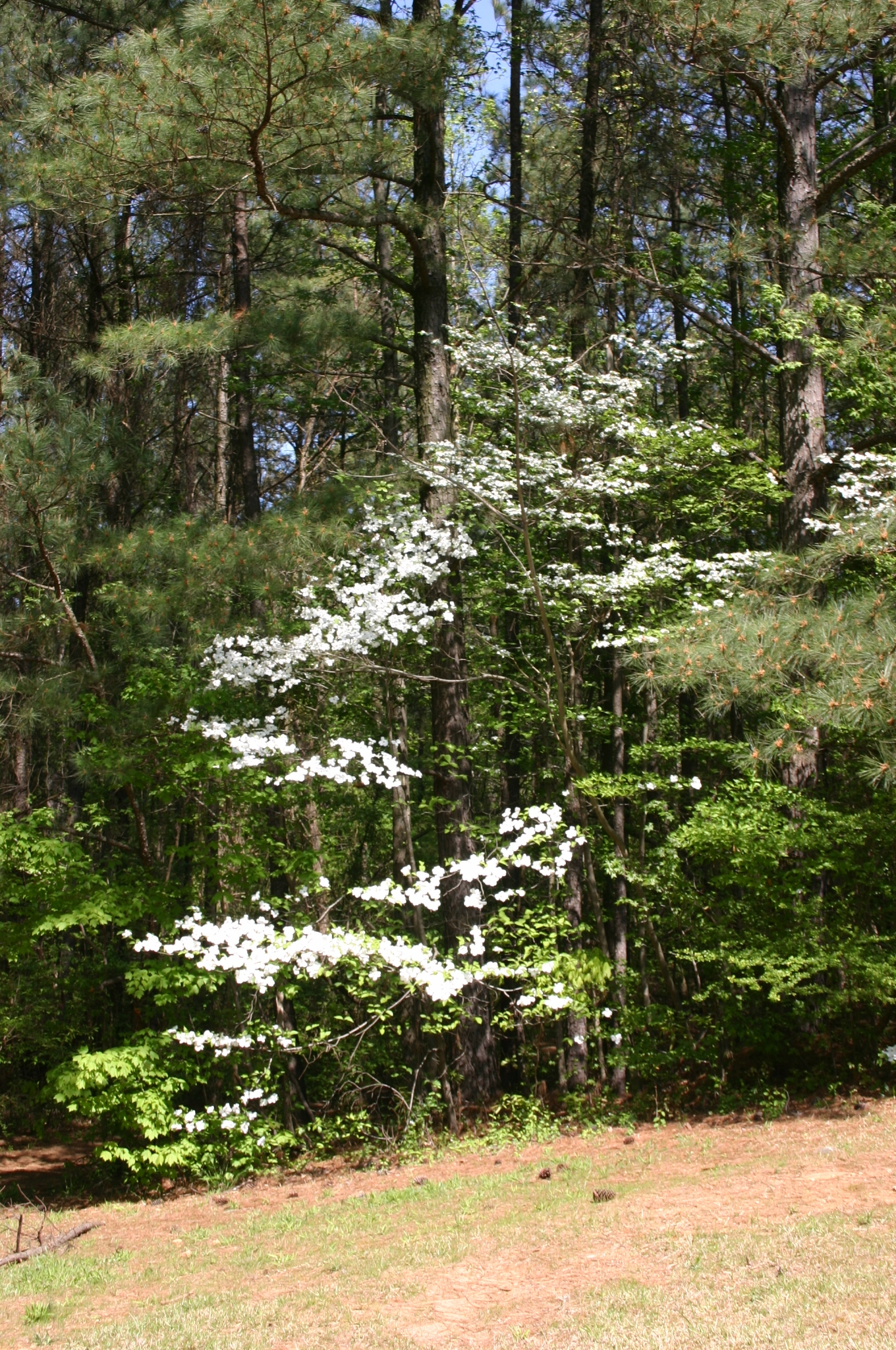 dogwood tree 3 « Walter Reeves The Gardener