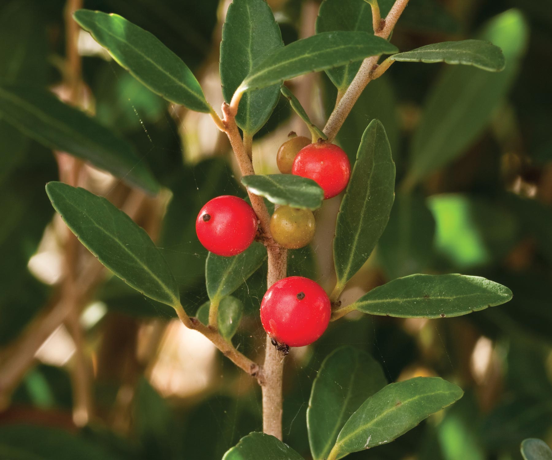 Columnar Trees For Privacy Walter Reeves The Gardener