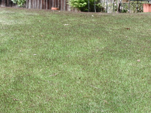 Zoysia Seedheads Walter Reeves The Georgia Gardener Zoysia Seedheads Walter Reeves The Georgia Gardener