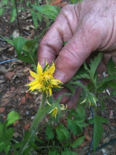 tomato bloom 1