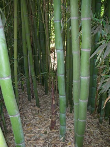 backyard bamboo