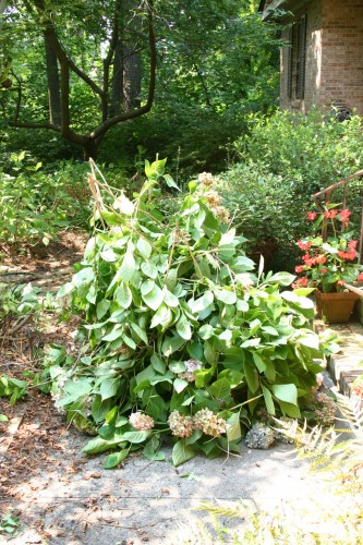 Hydrangea Summer Pruning – Step by Step  Walter Reeves: The Georgia 