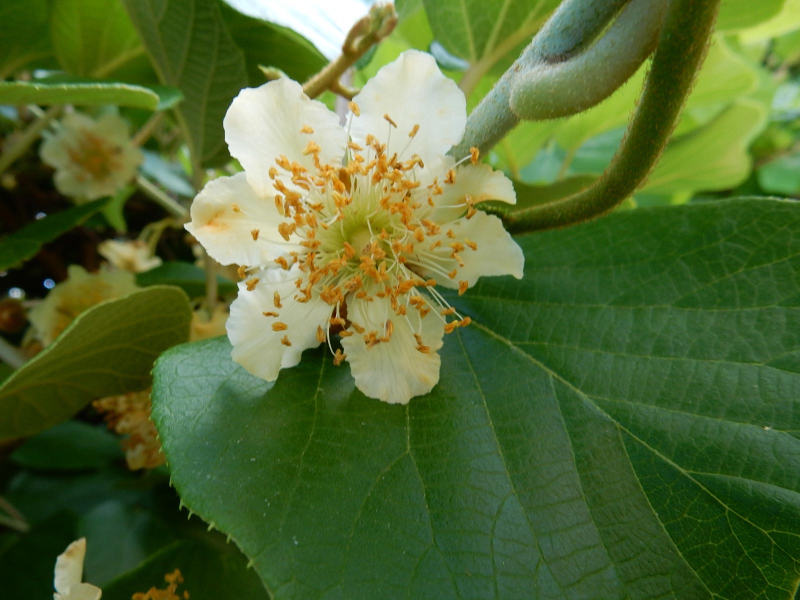Kiwi Fruit Determining Sex of Vine Walter Reeves The Gardener