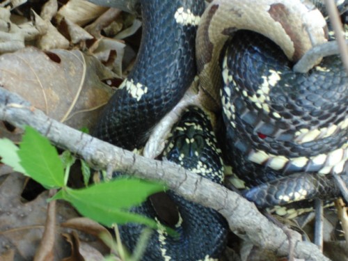 Snake fight 10