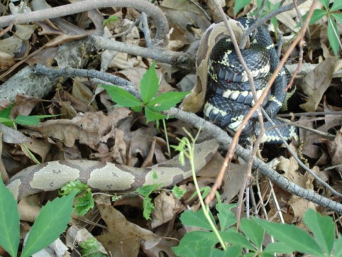 Snake fight 8