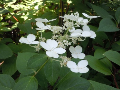 Panicle Hydrangea – Identification and Pruning  Walter Reeves: The 