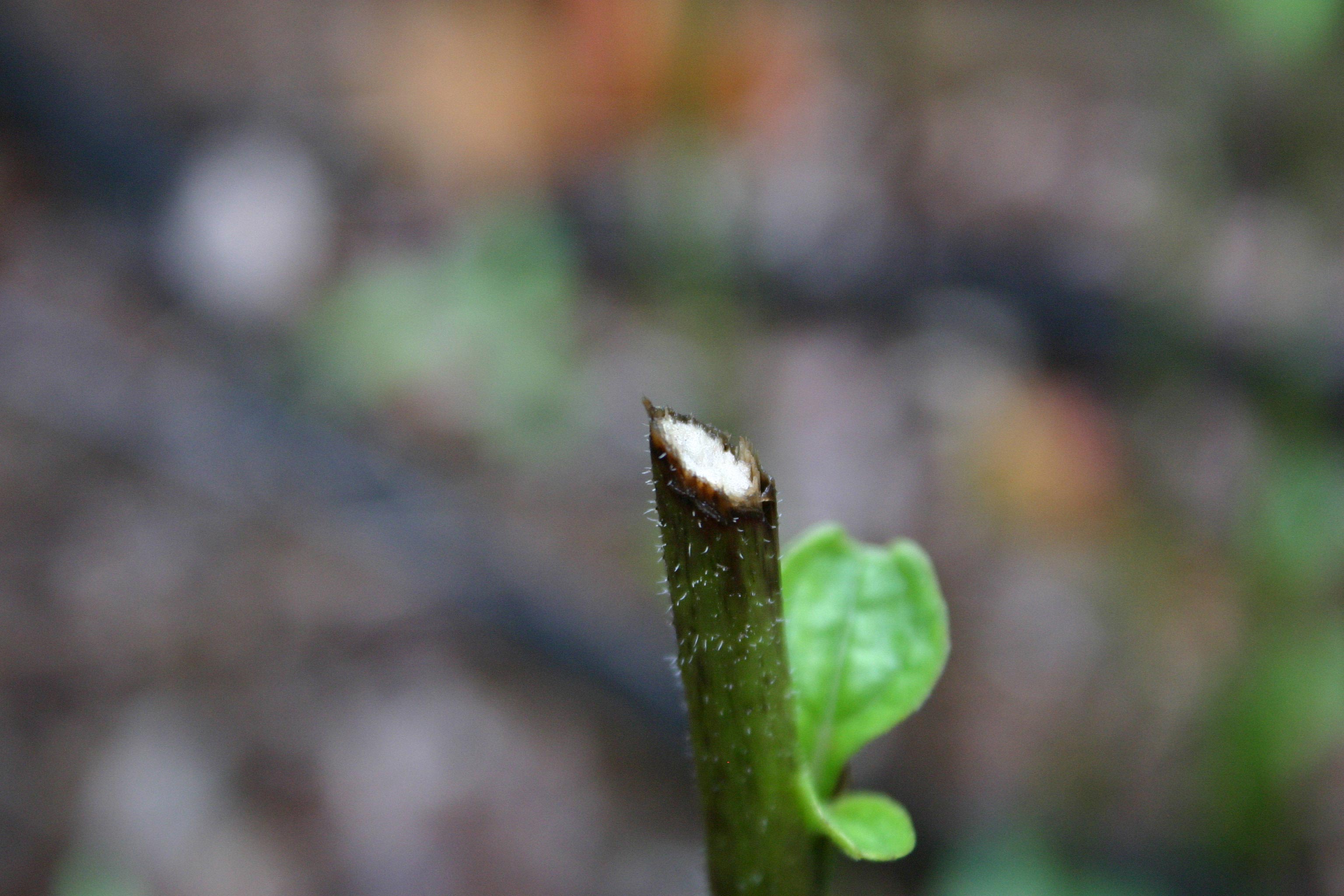 rabbit chew 1 « Walter Reeves The Gardener