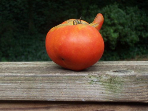 tomato odd 1 X