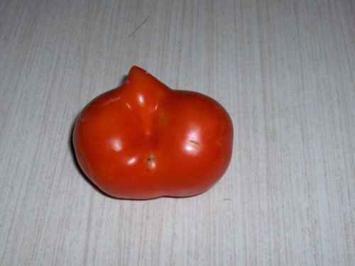 tomato odd 2 X