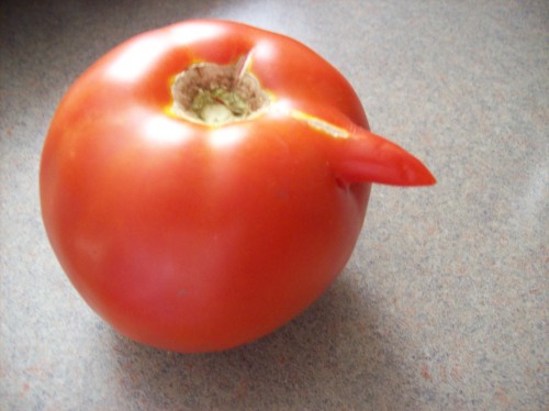 tomato odd 4 X