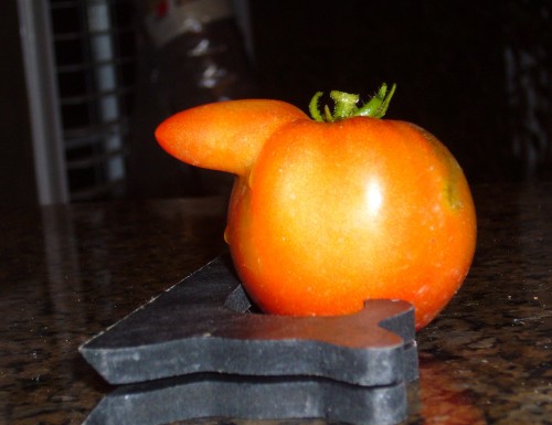 tomato odd 5 X cropped
