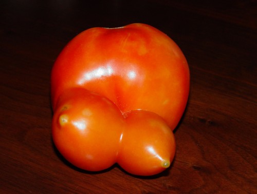 tomato odd 6 X