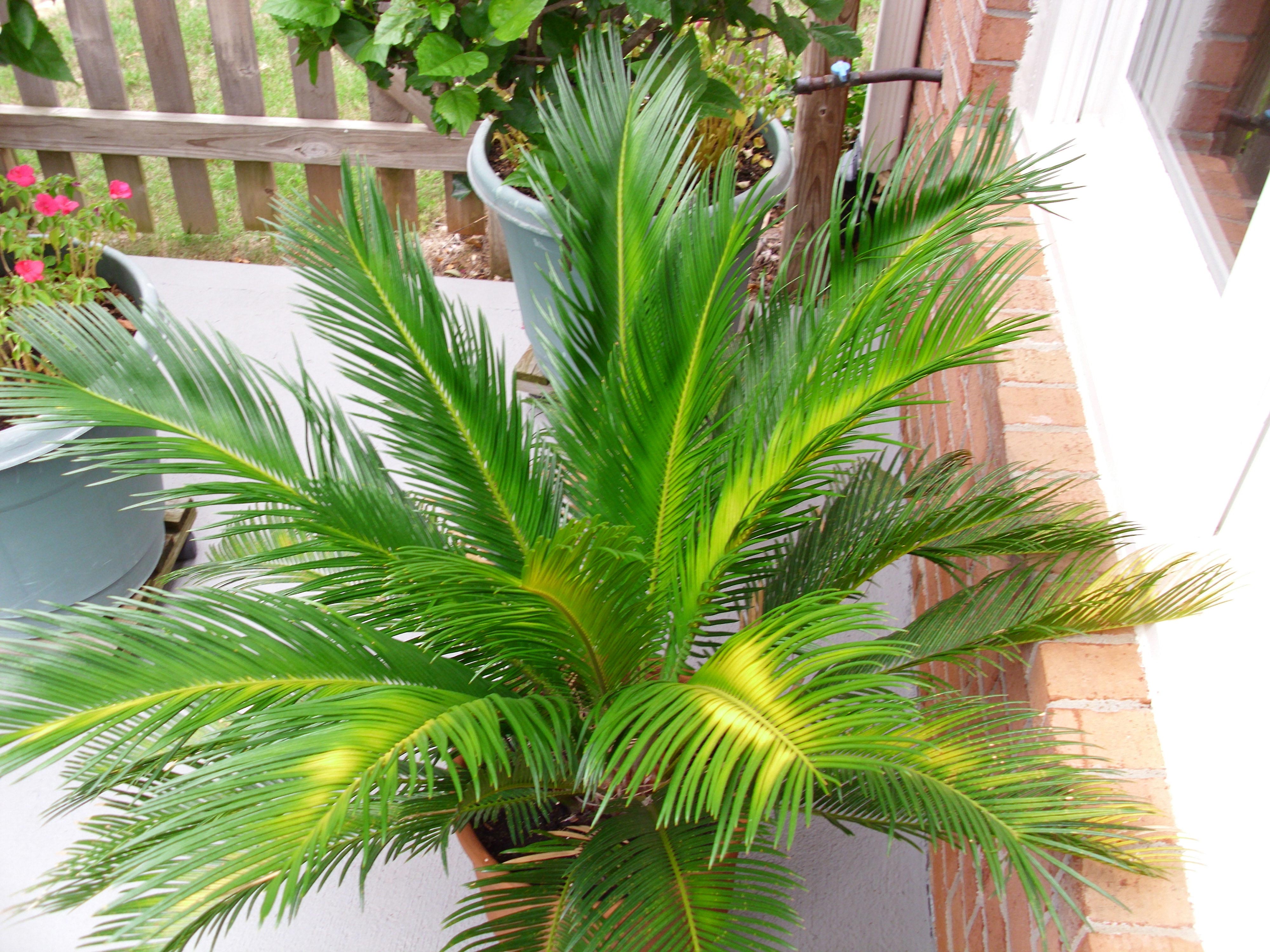 Sago Palm Nutrient Deficiency Walter Reeves The