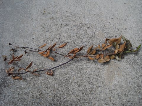 Knockout Rose Trouble (1)