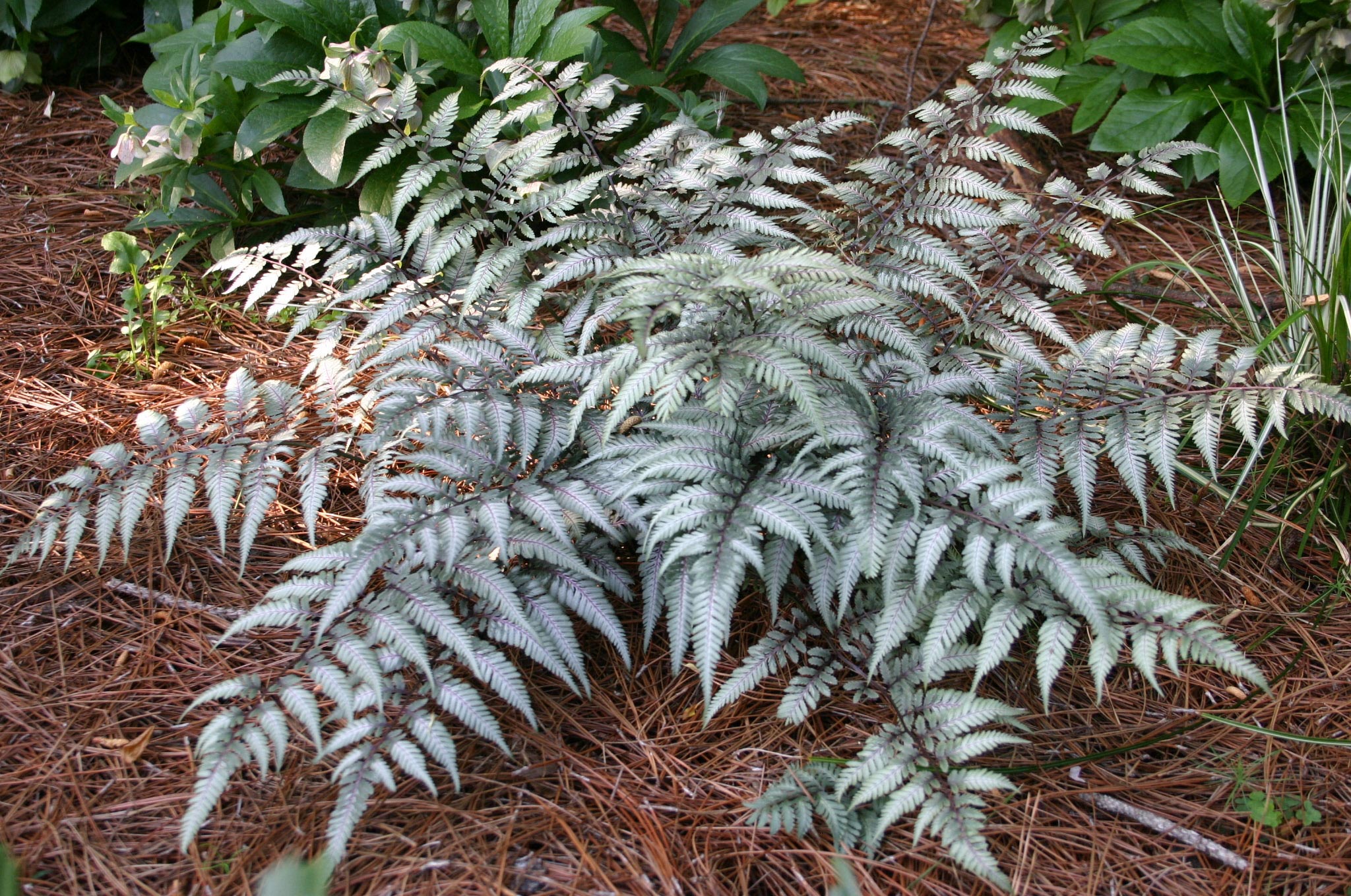 Ferns Deerresistant Walter Reeves The Gardener