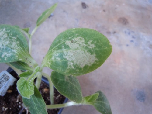 freeze damage to squash