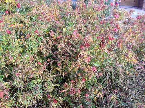 photo (3)