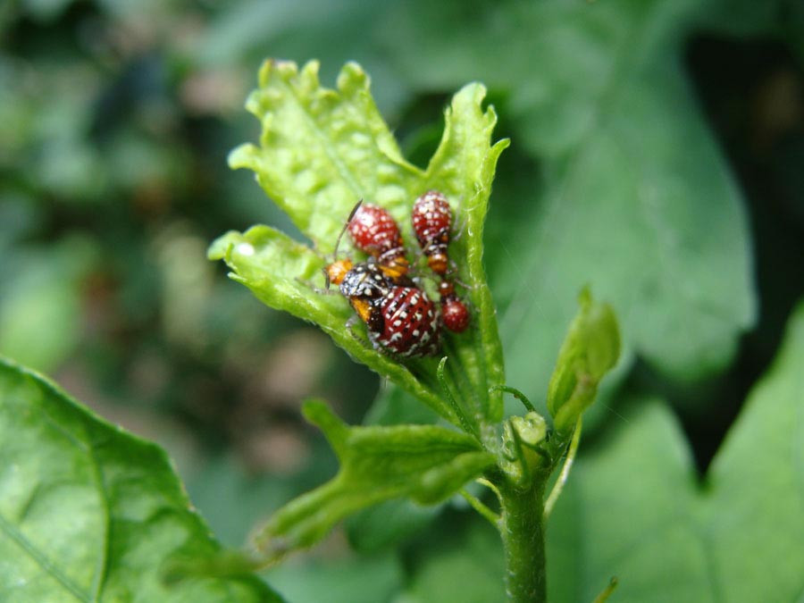 Rose of Sharon Seed Bugs Walter Reeves The Gardener